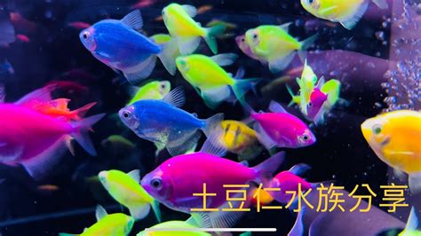 金磚魚好養嗎|磚魚，入門新手魚的新選擇，好養嗎、吃什麼這支影片。